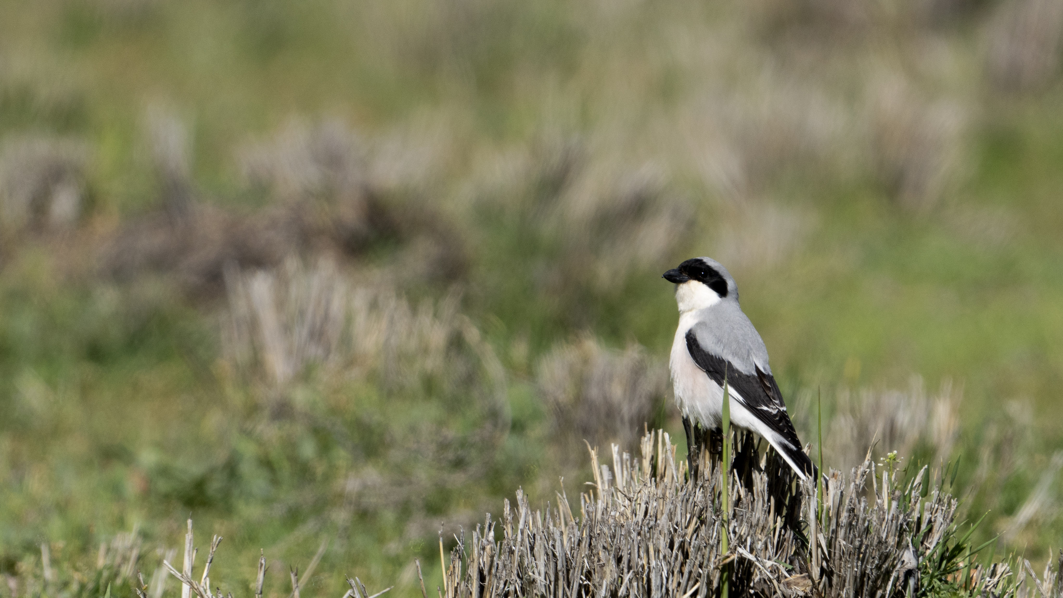 Lesser Gray Shrike